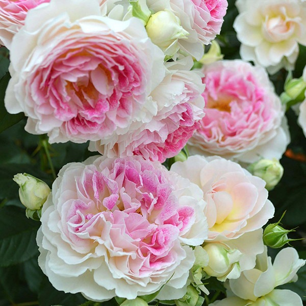 鉢植え6寸 ホリデー アイランド ピオニー Holiday Island Peony 国産ノイバラ台木使用 ハイブリッド ティー 複色 絞り系 コマツガーデンオンラインショップ