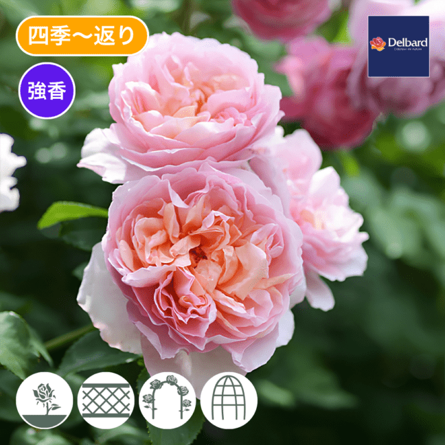 バラ苗 予約大苗 2027 ダム ドゥ シュノンソー Dames de Chenonceau
