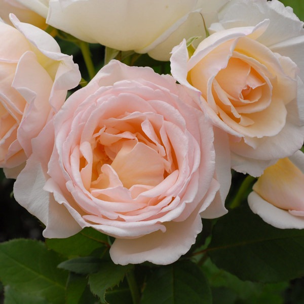 鉢植え6寸 薫乃 国産ノイバラ台木使用 京成バラ園芸 コマツガーデンオンラインショップ