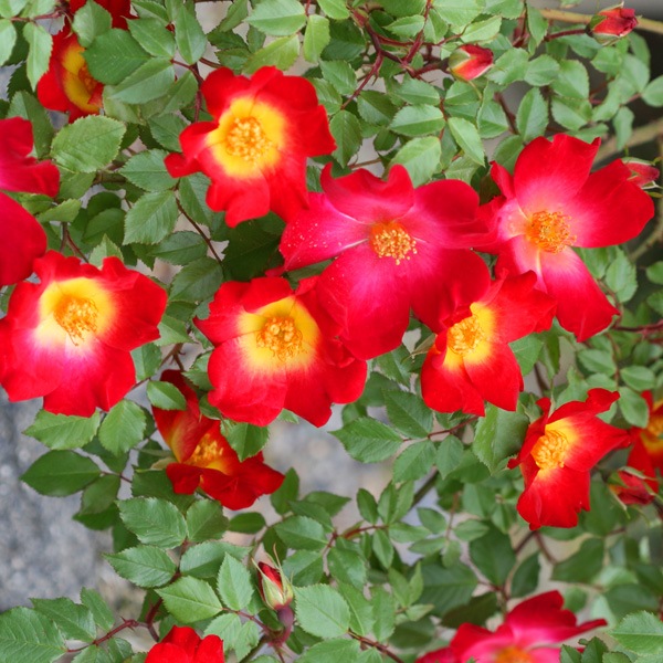 長尺苗 カクテル 国産ノイバラ台木使用 メイアン コマツガーデンオンラインショップ