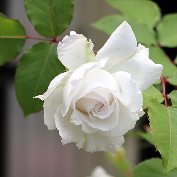 バラ苗 図鑑 クリード Creed 国産ノイバラ台木使用 | すべての商品