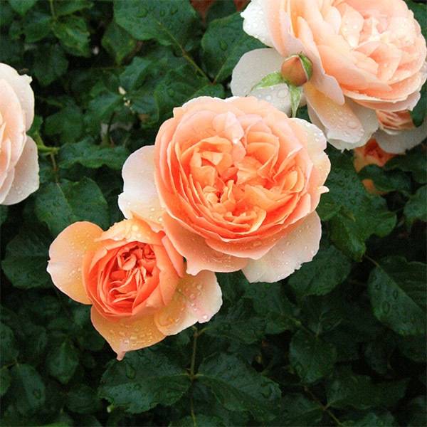 鉢植え6寸 アンゲリカ Angelika 国産ノイバラ台木使用 フロリバンダ オレンジ アプリコット系 コマツガーデンオンラインショップ