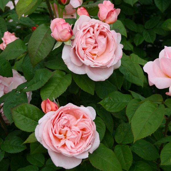 アメリカヴィンテージ ソルト＆ペッパー ローズ 薔薇