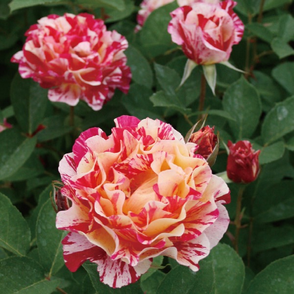 モーリス・ユトリロ、MauriceUtrillo、花瓶、限定高級画版、新品額装付  