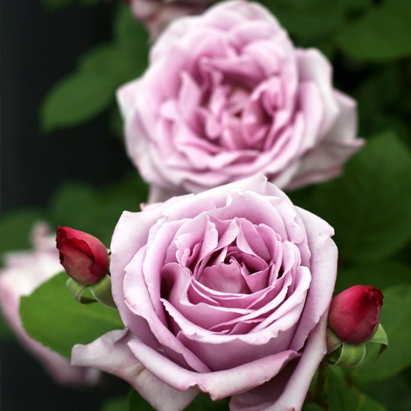 グレー猫ちゃんとメタリックなブルー系薔薇の花畑のハートトップボールペン❤ グレー猫ちゃんとメタリックなブルー系薔薇の花畑のハートトップ