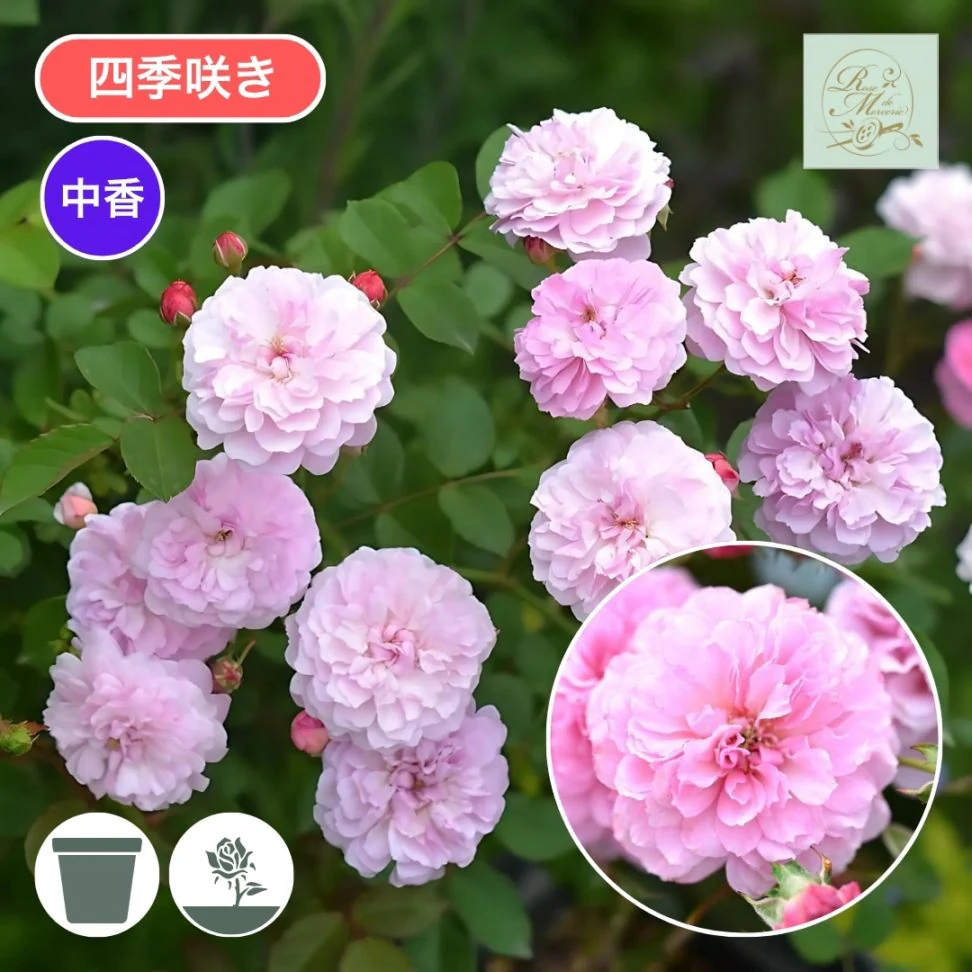 000000003313_fxFp1wT.webp