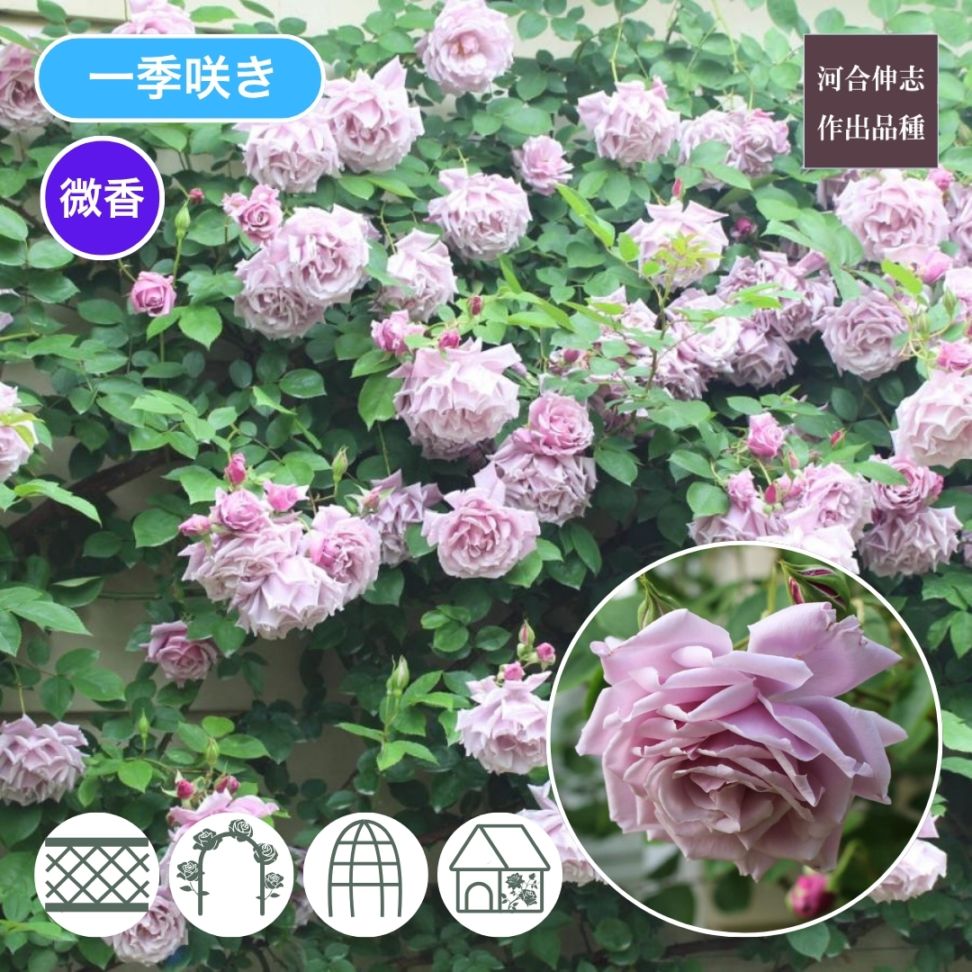 鉢植え6寸 2025,青いバラ特集 | コマツガーデンオンラインショップ