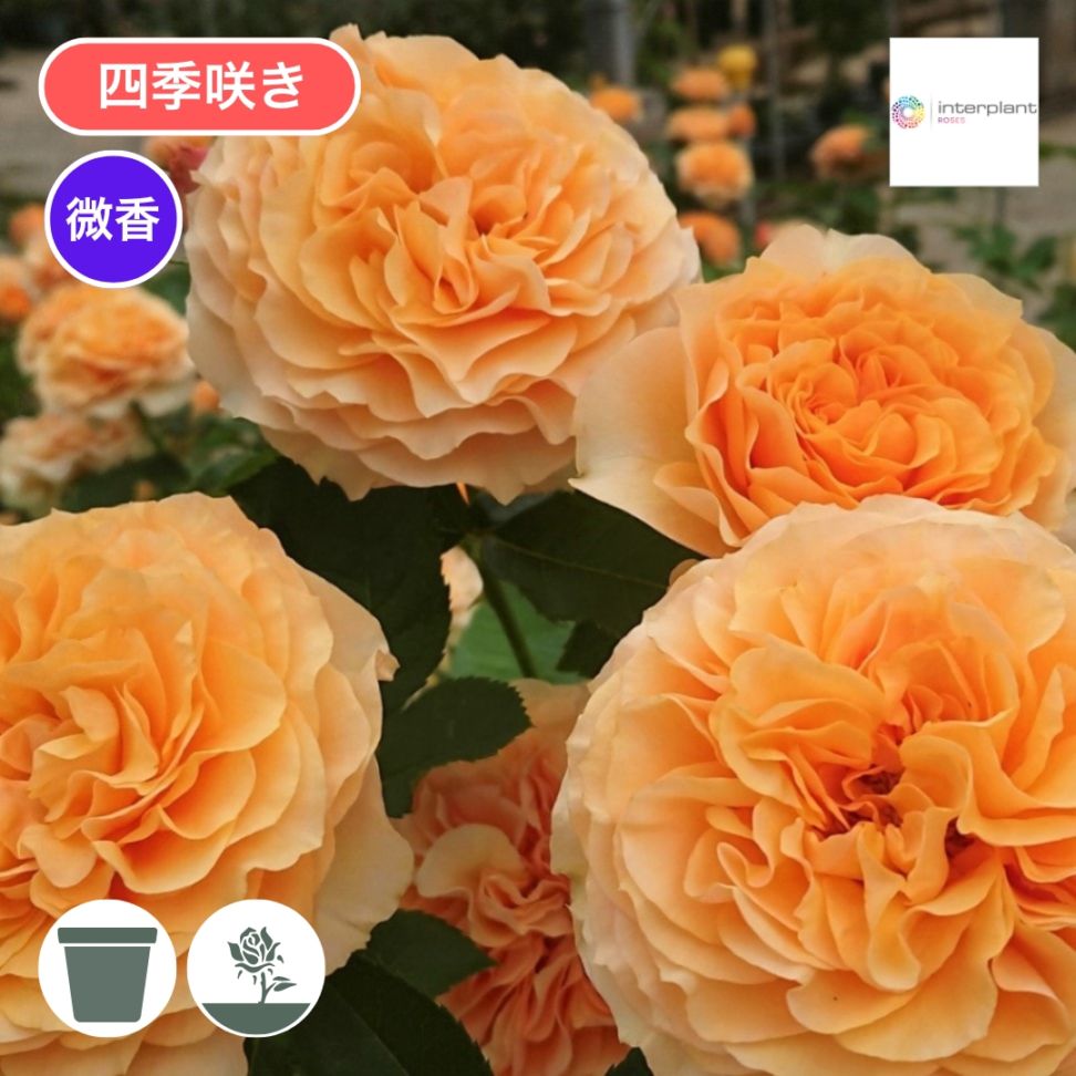 バラ苗問い合わせページ David Austin Roses - バラ苗, バラ鉢, イングリッシュローズ