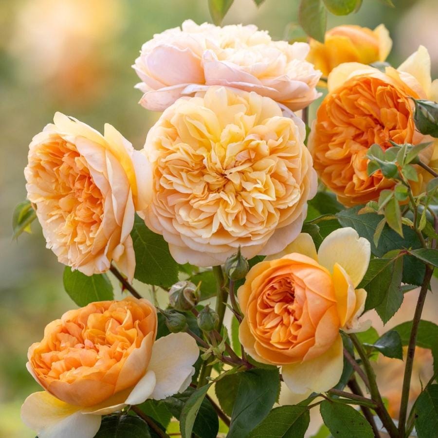 イマン プリンセスローズ グリーンキャニスター 242 イマン プリンセスローズ グリーンキャニスター 242 イマン公式