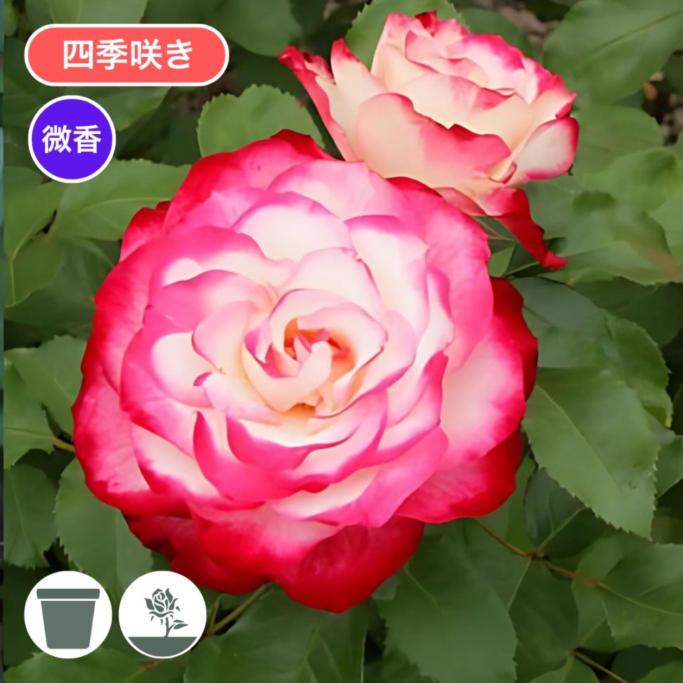 ♡Atsushi様♡ご予約　バラ苗 ♡Atsushi様♡ご予約 バラ苗