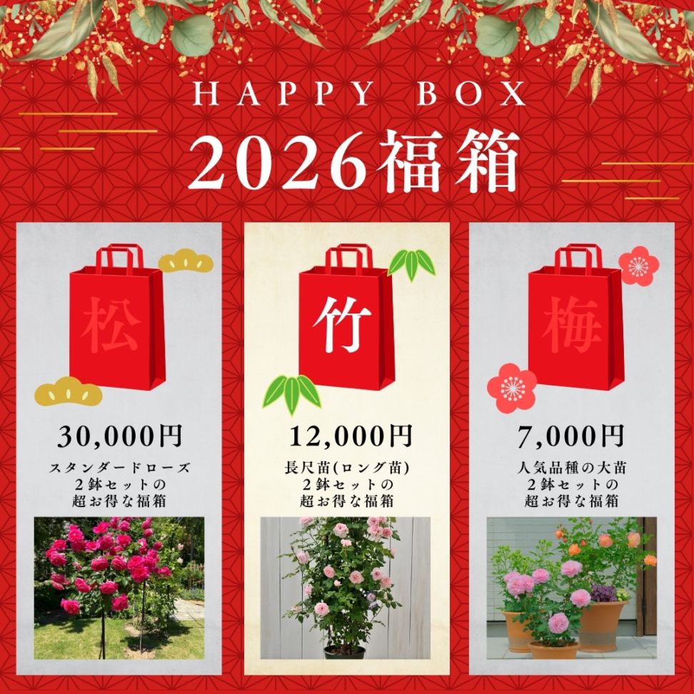 お得 福箱 アドロミスクス6苗セット 超美苗 レア種 ゆうゆうメルカリ便発送 お得 福箱 アドロミスクス6苗セット 超美苗 レア種 ゆうゆうメルカリ便発送