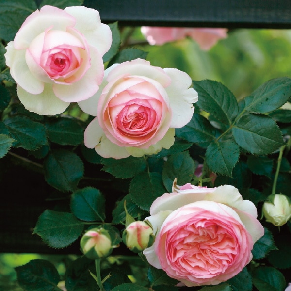 バラ苗 長尺苗 ピエール ドゥ ロンサール 国産ノイバラ台木使用 | 長尺