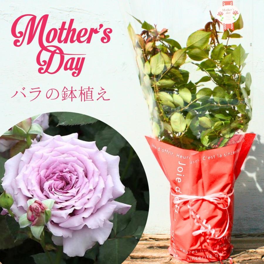 観葉植物 アンスリューム・ダコタ 6号 丸陶器鉢 / 胡蝶蘭