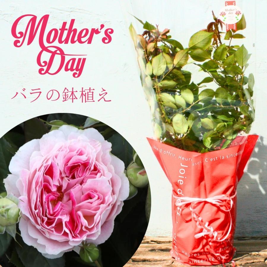 バラ苗　　切り花　8号鉢大苗 THE ROSE SHOP オリジナル8号角鉢 | THE ROSE SHOP｜バラ専門店