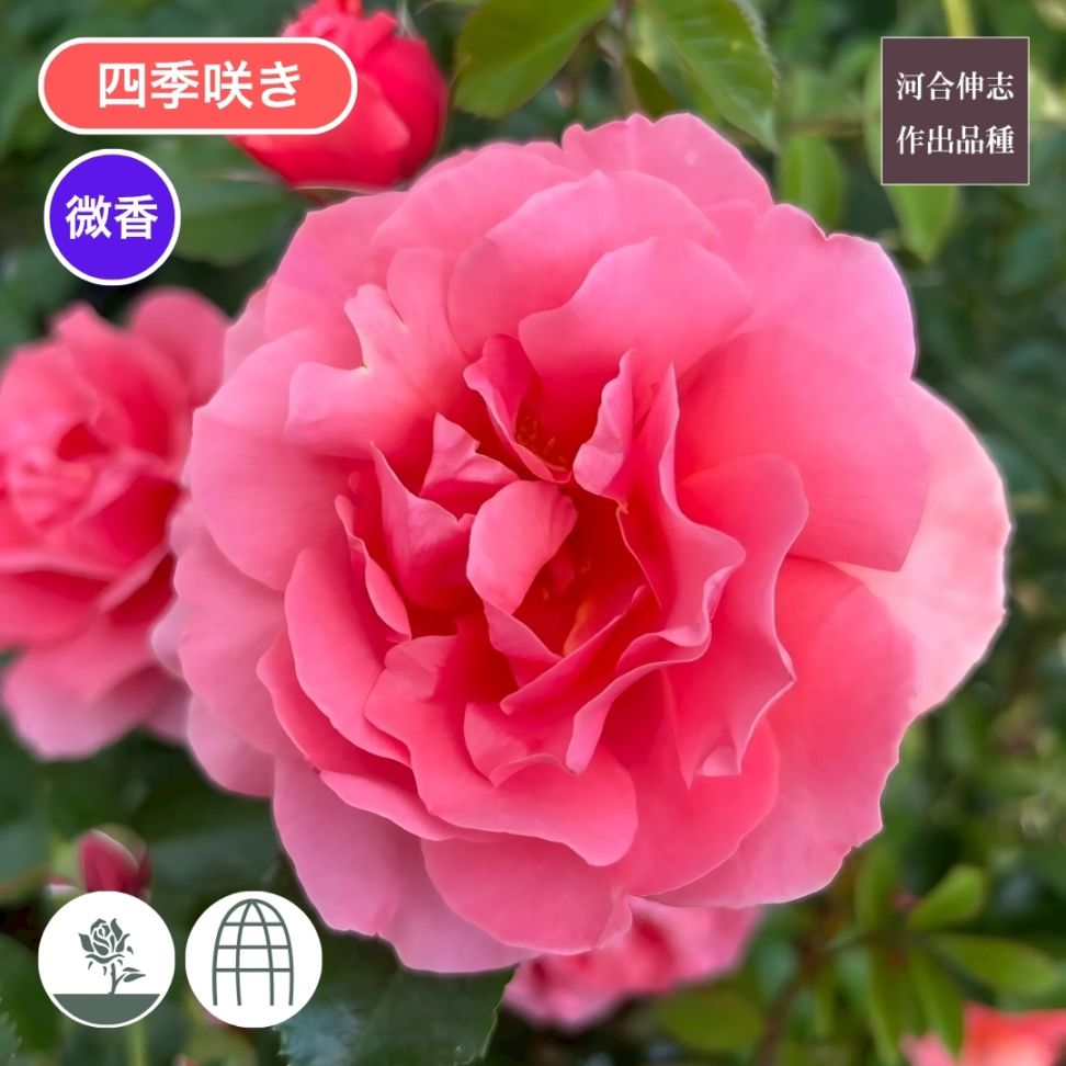 ♡ちぃ様♡ご予約　バラ苗 2023年バラ苗予約販売】ベル・デ・セゴサ(販売終了) | 花