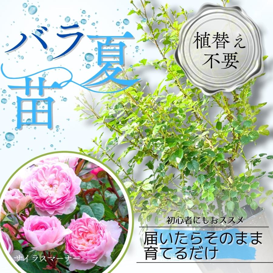 イングリッシュローズ | コマツガーデンオンラインショップ