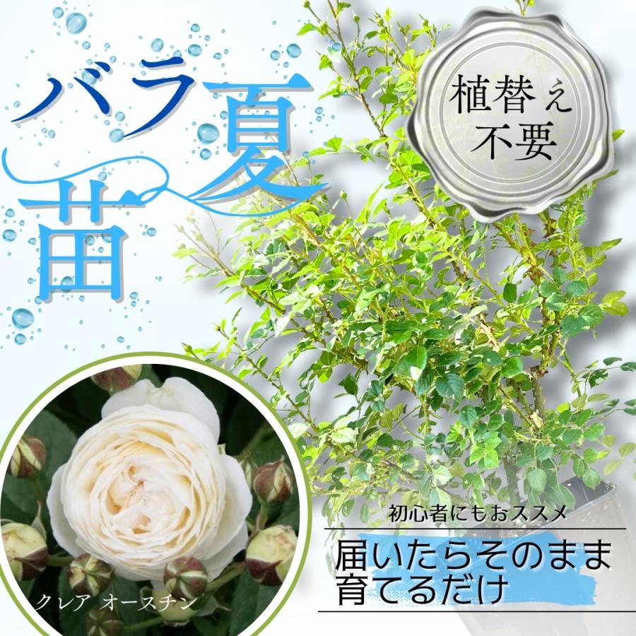 ひろココ♡さま専用 イングリッシュローズ苗 ひろココ♡さま専用 イングリッシュローズ苗 バラ苗