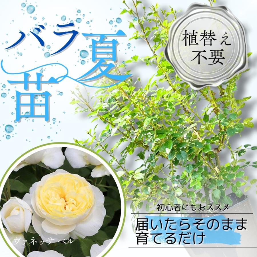 ライラックローズ 6号スリット ER 芽接ぎ苗 イングリッシュローズ バラ