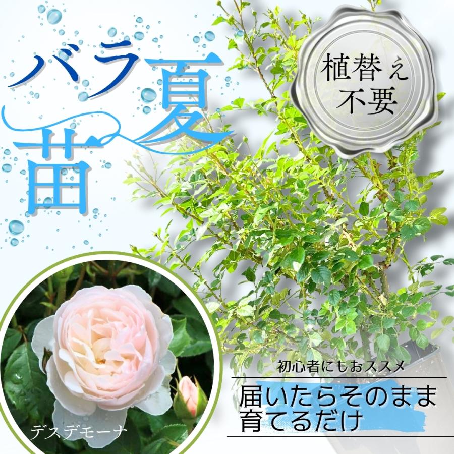 ひろココ♡さま専用 イングリッシュローズ苗 バラ苗