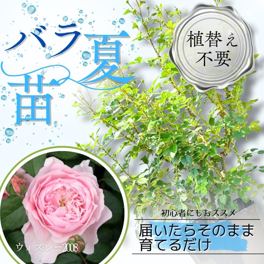 ひろココ♡さま専用 イングリッシュローズ苗 ひろココ♡さま専用 イングリッシュローズ苗 ブランドから探す