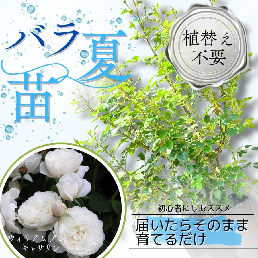 Boochan8　8点+おまけ5点　ヨーロッパ　バラ園のある中庭他計8点 Boochan8 8点+おまけ5点 ヨーロッパ バラ園のある中庭他計8