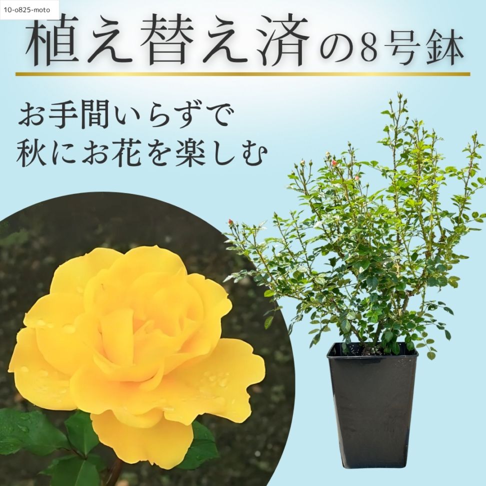 ボレロ 大苗 8号鉢 バラ 暑くて植え替えできない方へ 植え替え済みバラ