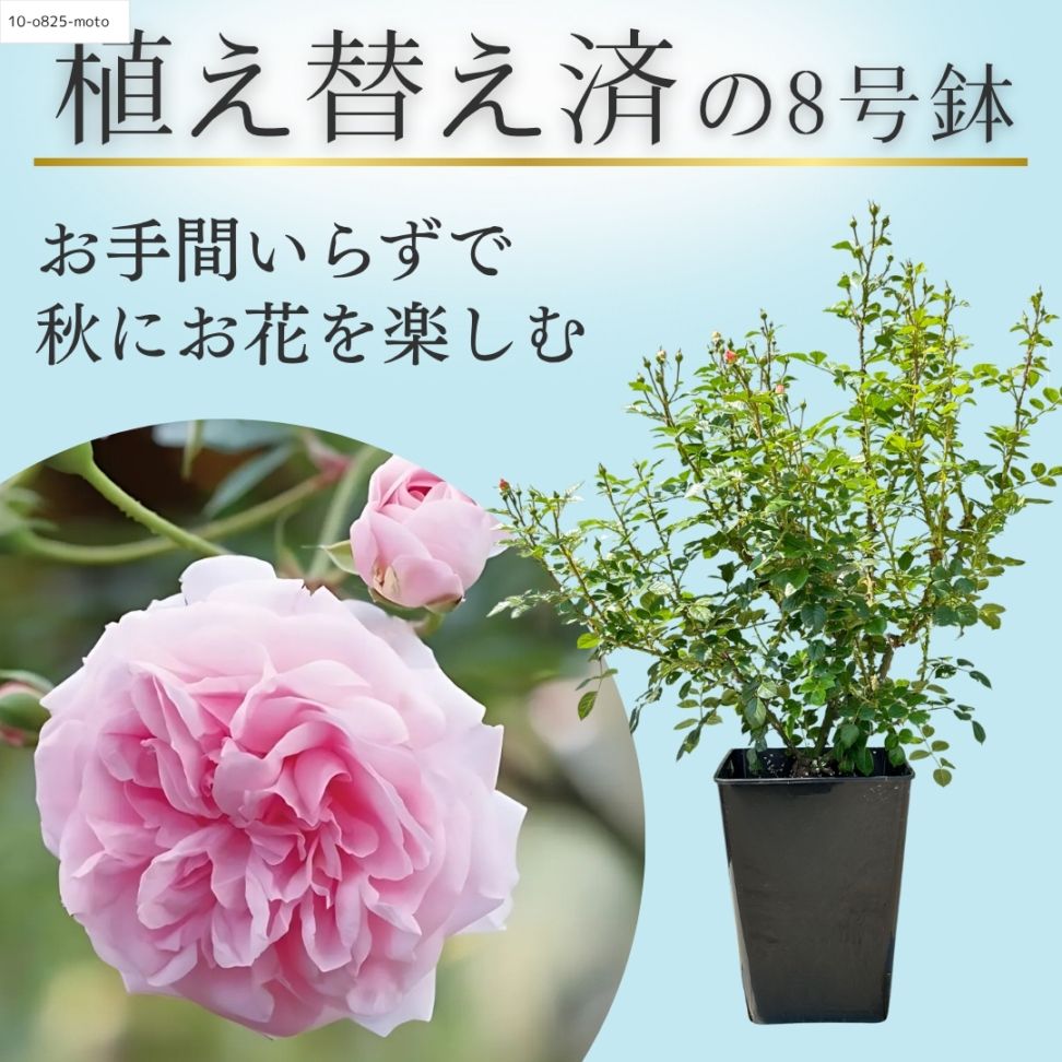 バラ苗を目的で選ぶ,おススメ特集,四季咲き特集,ピンク系 | コマツ