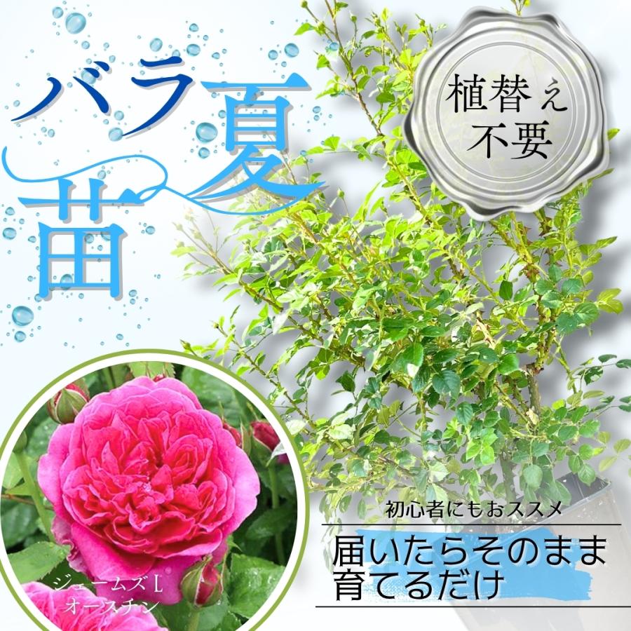 K1幻のバラ「キスメット」接木苗大株7号鉢 K1幻のバラ「 K1幻のバラ「キスメット」接木苗大株7号鉢 K1幻のバラ「