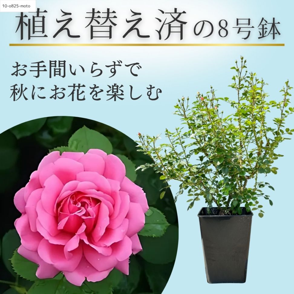 土や鉢の用意が不要 植え替え済みバラ苗 リリカル Lyrical 国産