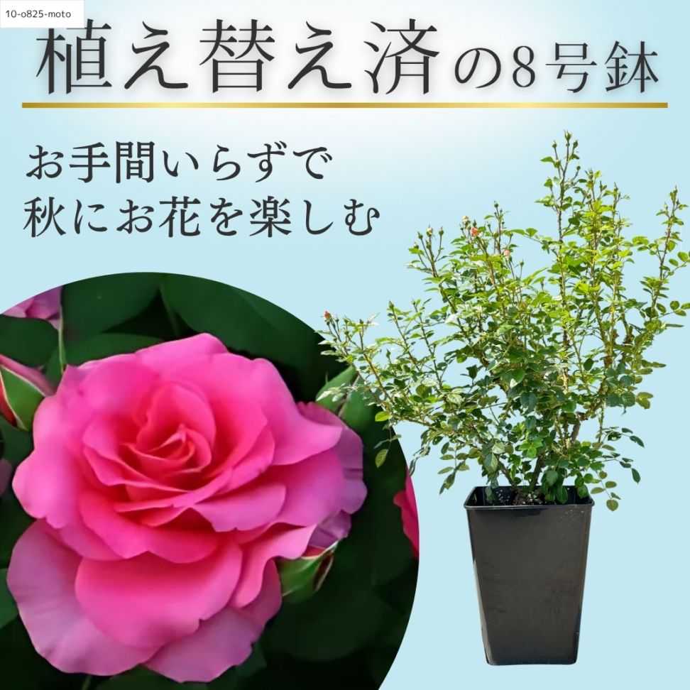 京成バラ園芸 | コマツガーデンオンラインショップ