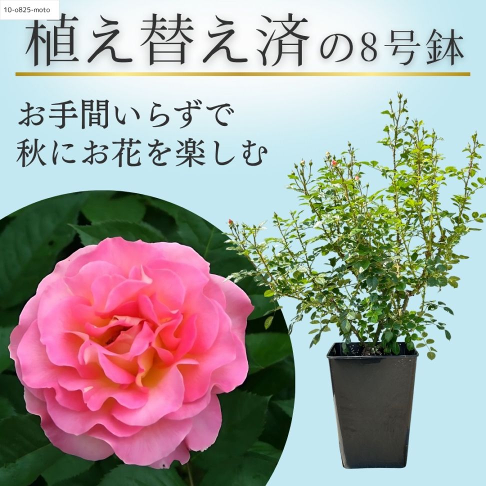 薔薇　3号 フラワービーズ 合成 珊瑚 薔薇 ローズ ビーズ 14mm〜15mm前後 4
