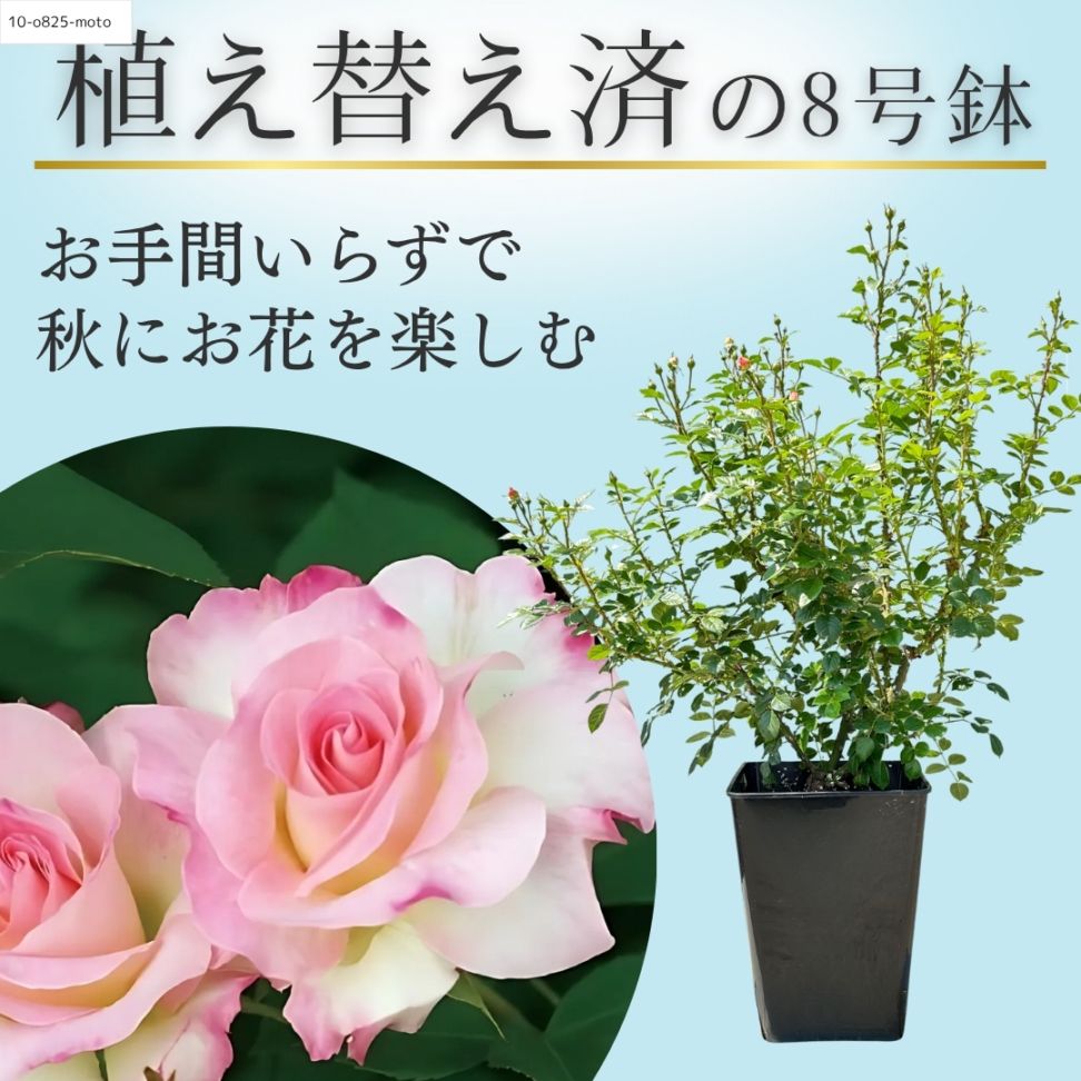 バラ　レオナルド・デイル 裸苗 – タグ 