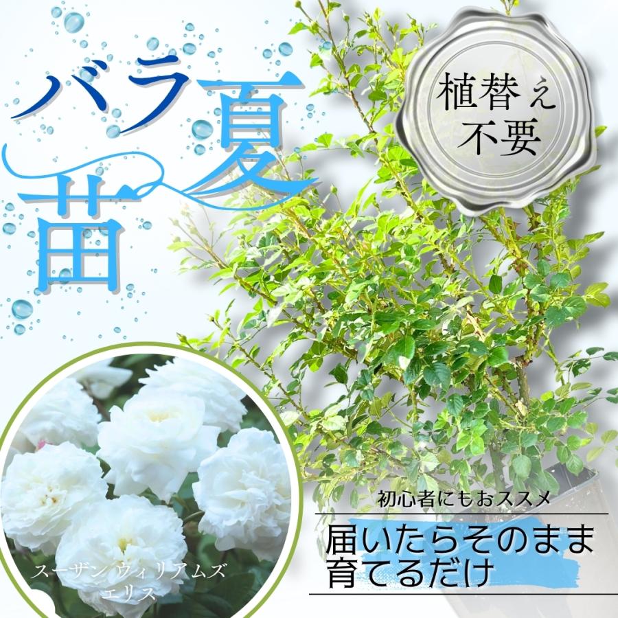 izumirose、イングリッシュローズ、選べる2鉢セール、7号大株！ 鉢苗 – David Austin Roses Japan