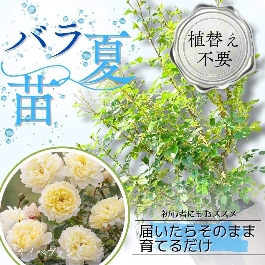 Boochan8　8点+おまけ5点　ヨーロッパ　バラ園のある中庭他計8点 Boochan8 8点+おまけ5点 ヨーロッパ バラ園のある中庭他計8