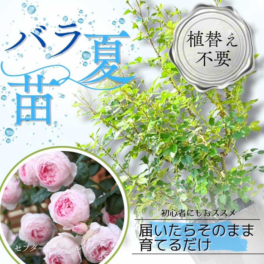 ブランドから探す,イングリッシュローズ | コマツガーデン