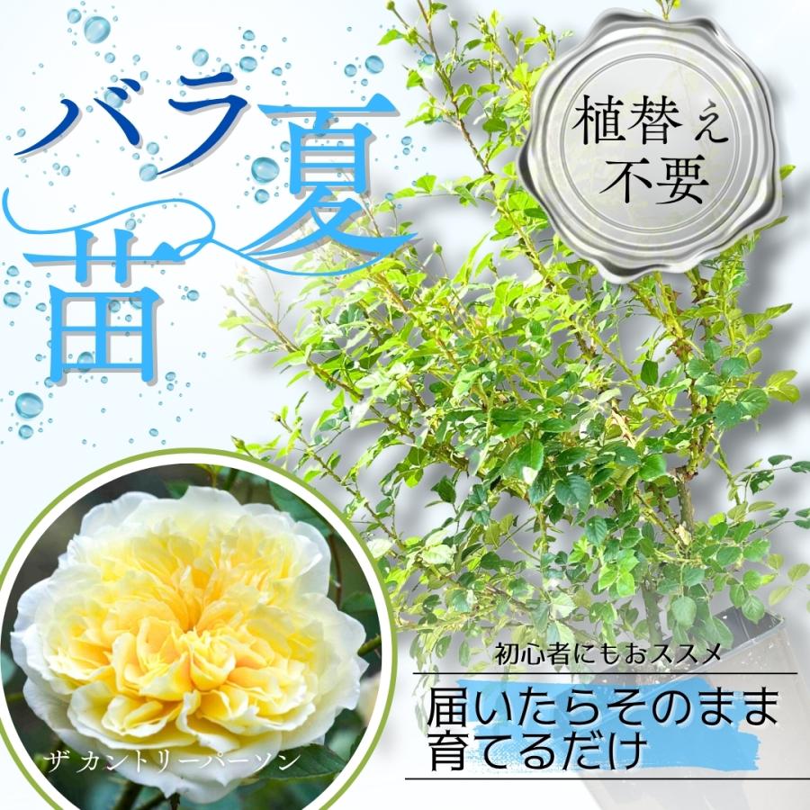 クリストファーマロウ　6号スリット　ER　芽接ぎ苗　バラ　イングリッシュローズ クリストファーマロウ 6号スリット ER 芽接ぎ苗 バラ