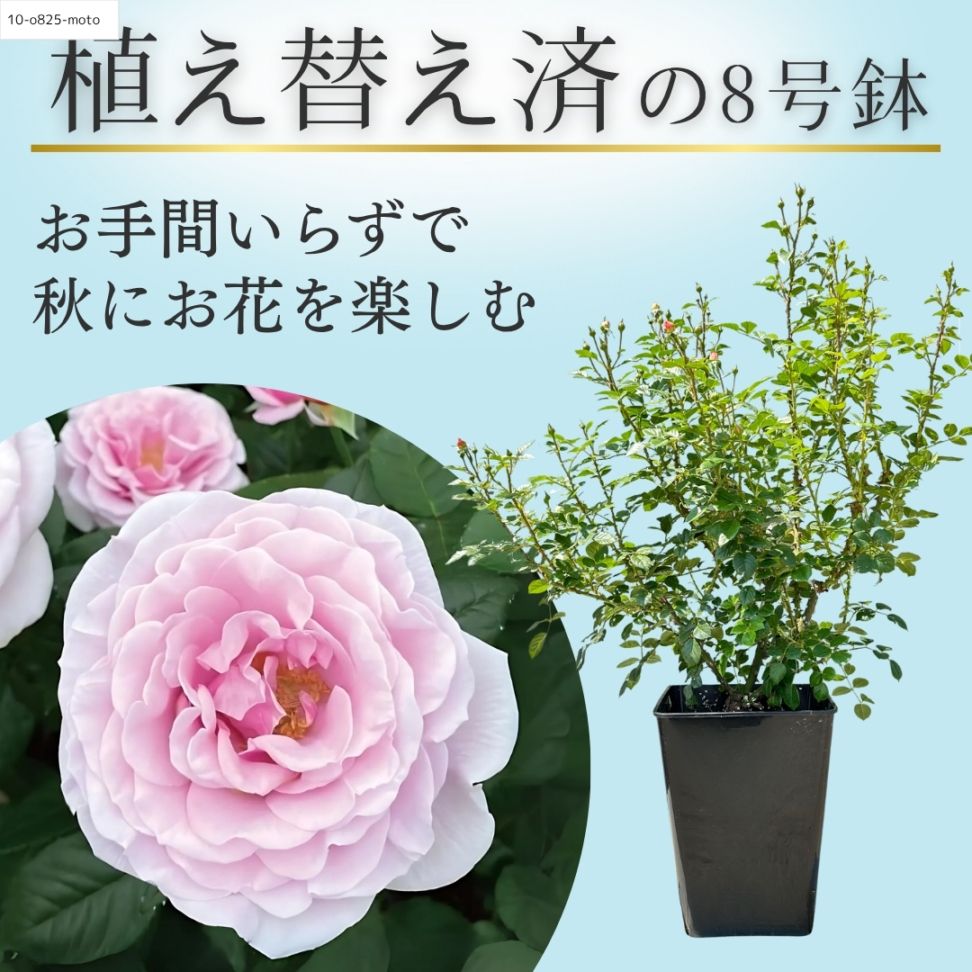 【正規品ラベル有】ロクサーヌ　８号鉢植替え済み　バラ大苗 正規品ラベル有】ロクサーヌ 8号鉢植替え済み バラ大苗 花