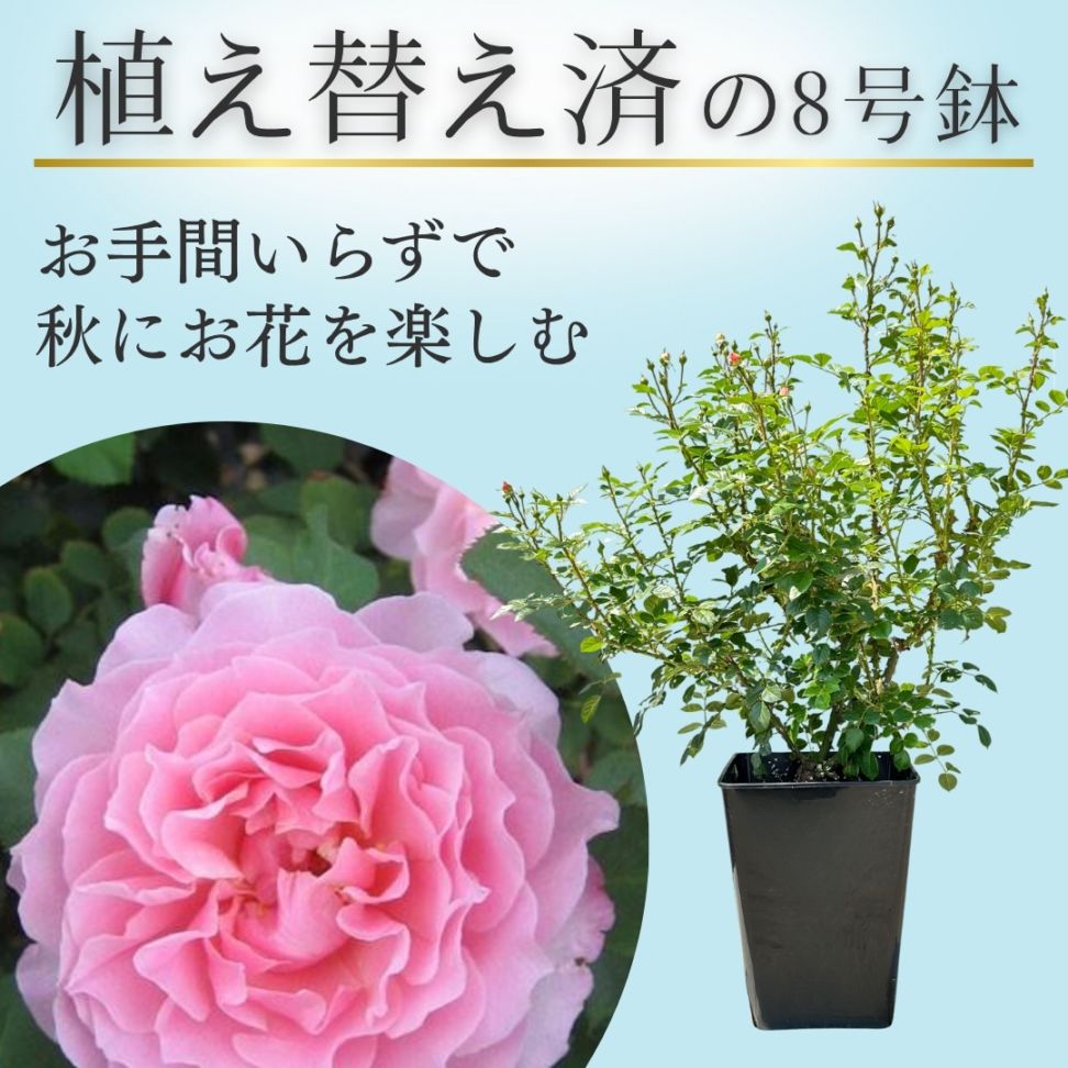 バラ苗を目的で選ぶ,おススメ特集,四季咲き特集,ピンク系 | コマツ