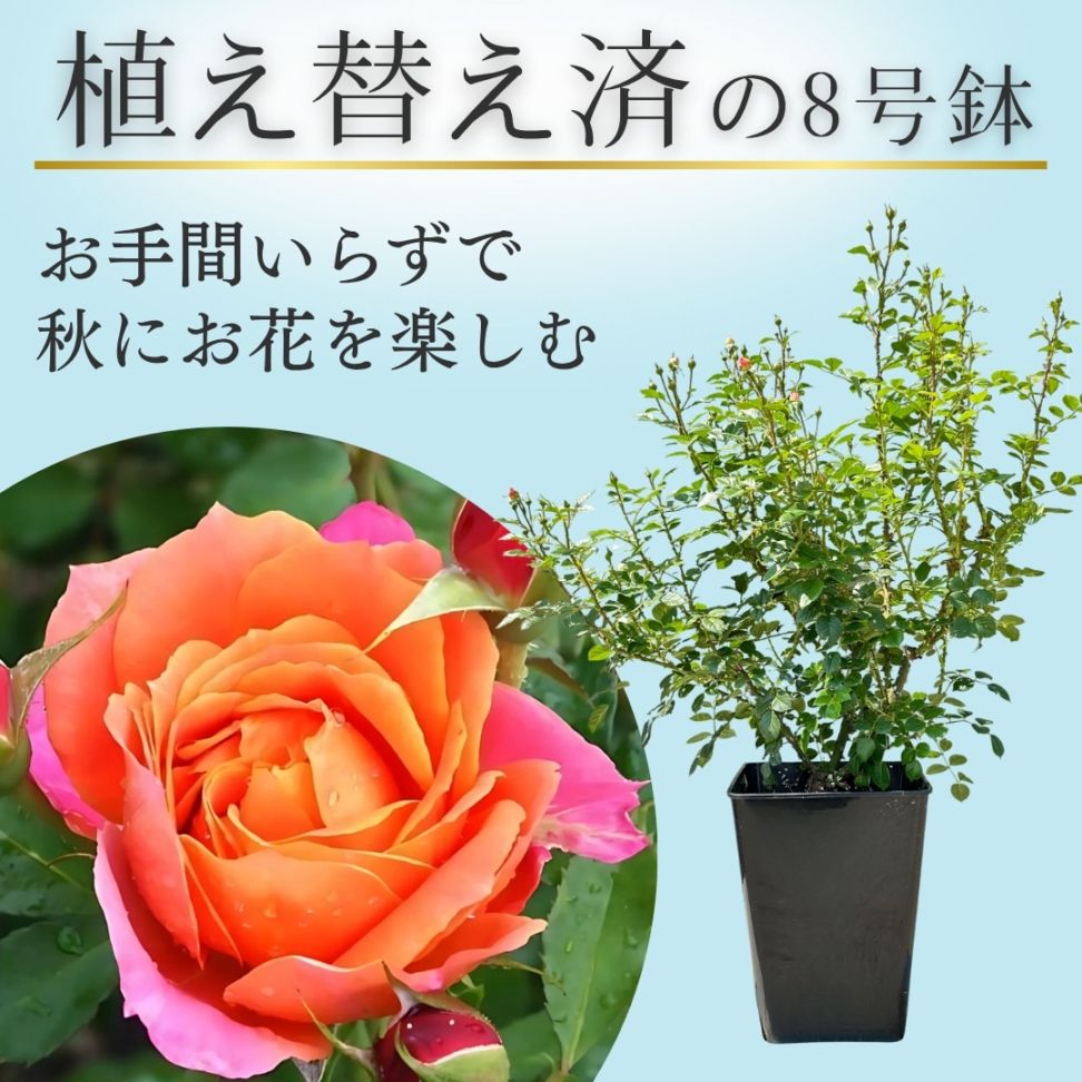 バラ苗 切り花 8号鉢大苗 バラ苗 8号鉢