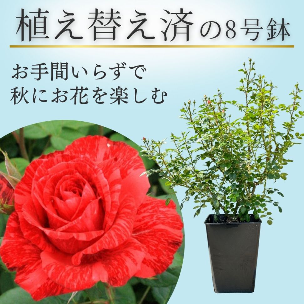 ❀ご購入前にコメントお願い致します❀　バラ　苗　メイプル1880　同梱専用 ❀ご購入前にコメントお願い致します❀ バラ 苗 メイプル1880 同