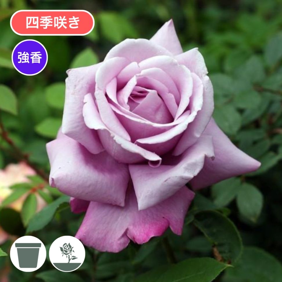 グレー猫ちゃんとメタリックなブルー系薔薇の花畑のハートトップボールペン❤ グレー猫ちゃんとメタリックなブルー系薔薇の花畑のハートトップ