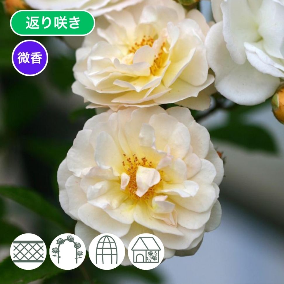 バラ苗 つるバラ苗.htmlバラ苗 日本ばら園 減農薬バラ苗販売、バラ苗