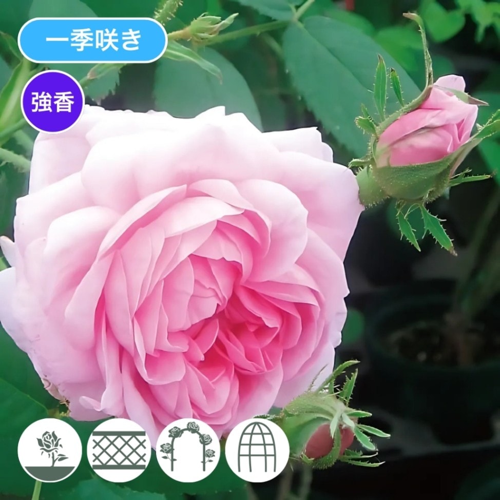 バラ苗 大苗 2026 ロサ ケンティフォーリア Rosa × centifolia 国産