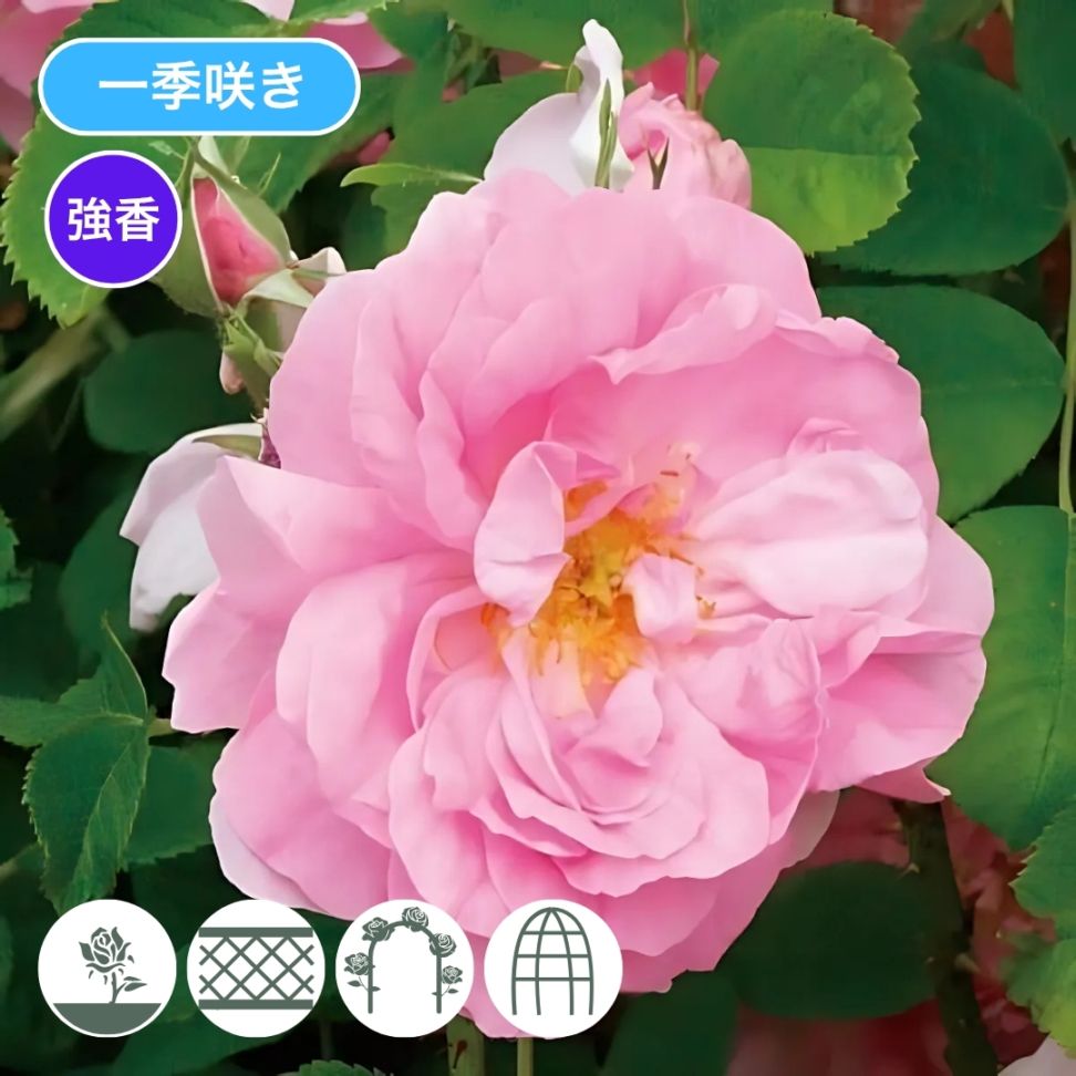 バラ苗 予約大苗 2026 ロサ ダマスケナ Rosa × damascena 国産ノイバラ