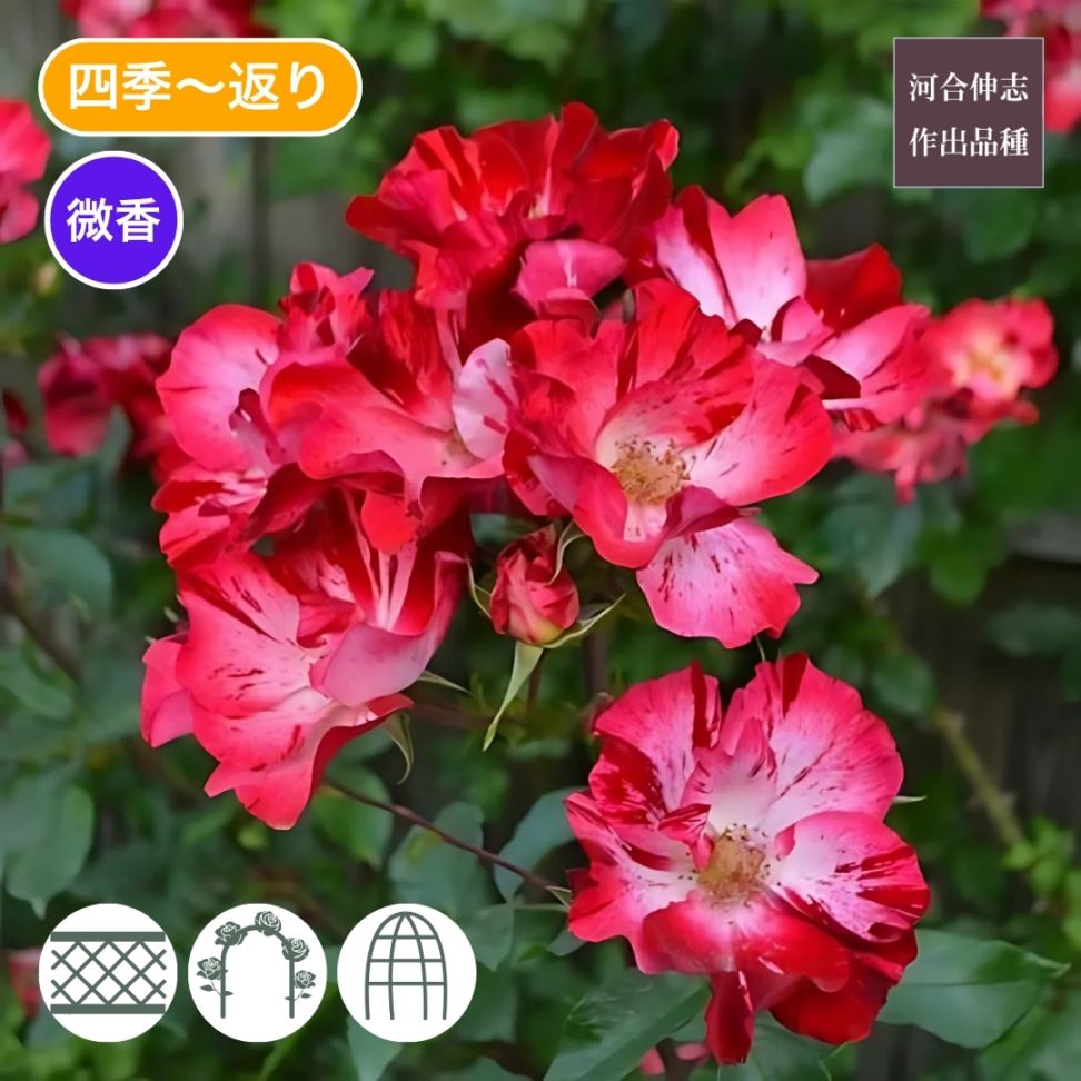 ブランドから探す,河合伸志 | コマツガーデンオンラインショップ
