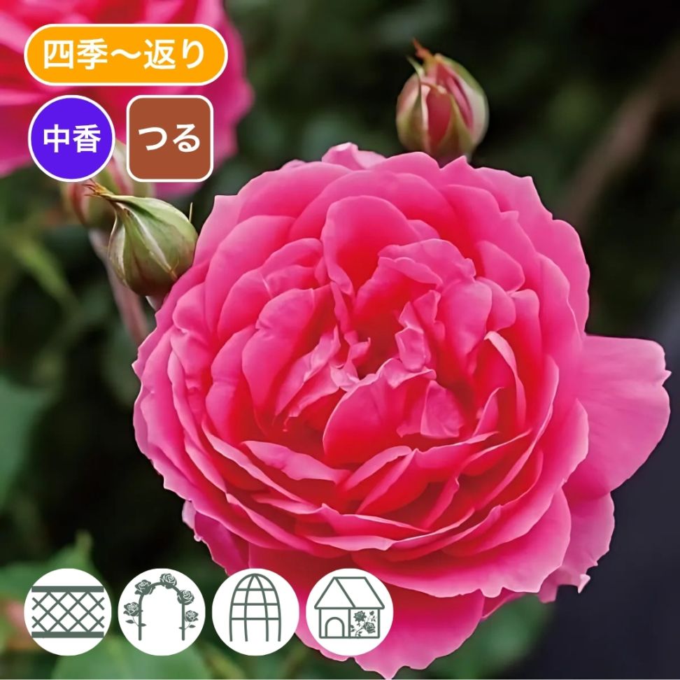 バラ苗 予約大苗 2026 パレード Parade 国産ノイバラ台木使用 | 予約