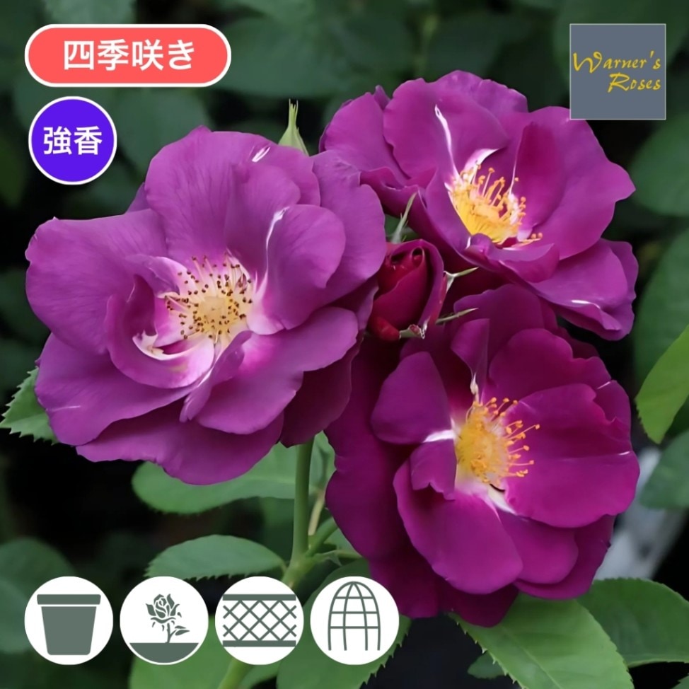 系統から探す,シュラブ,紫・青系 | コマツガーデンオンライン