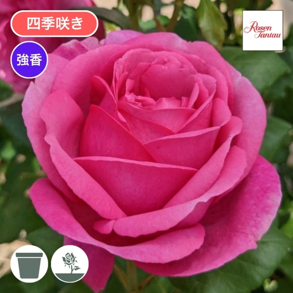 バラ苗 予約大苗 2026 ディジリー Desiree | 予約大苗 2026 | コマツ