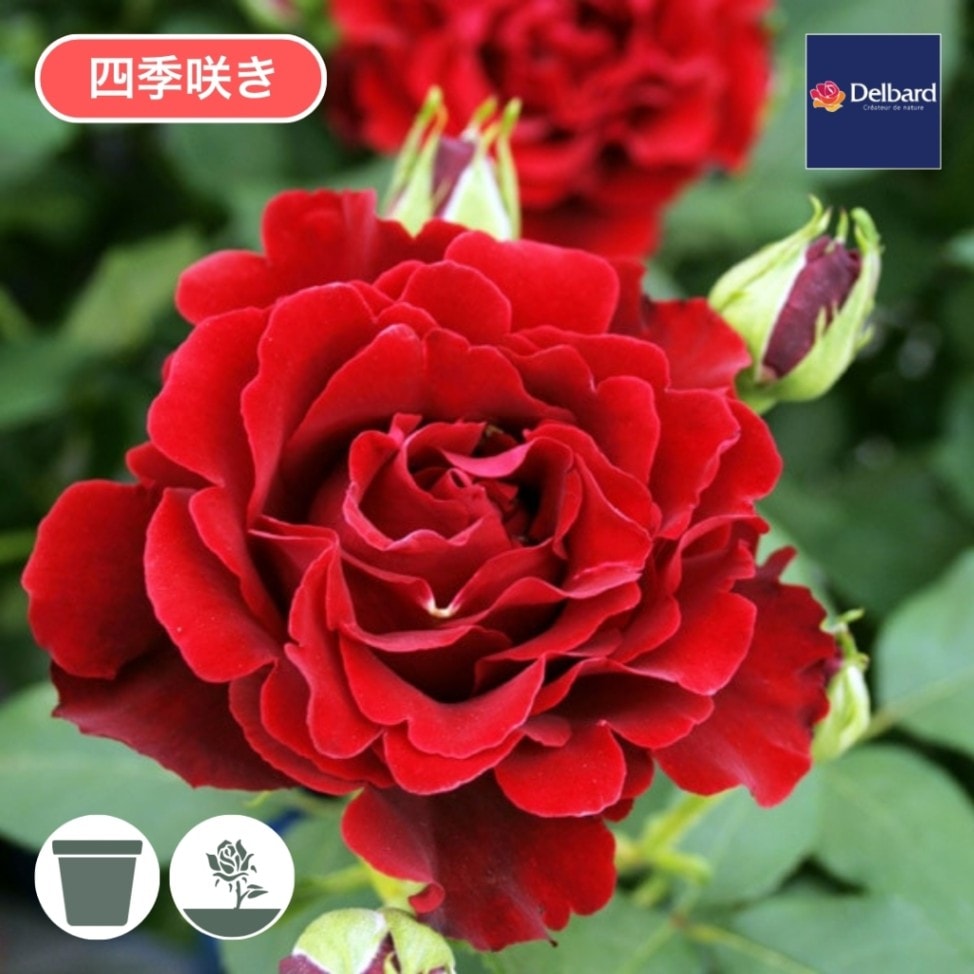 バラ苗 予約大苗 2026 オマージュ ア バルバラ Hommage à Barbara 国産