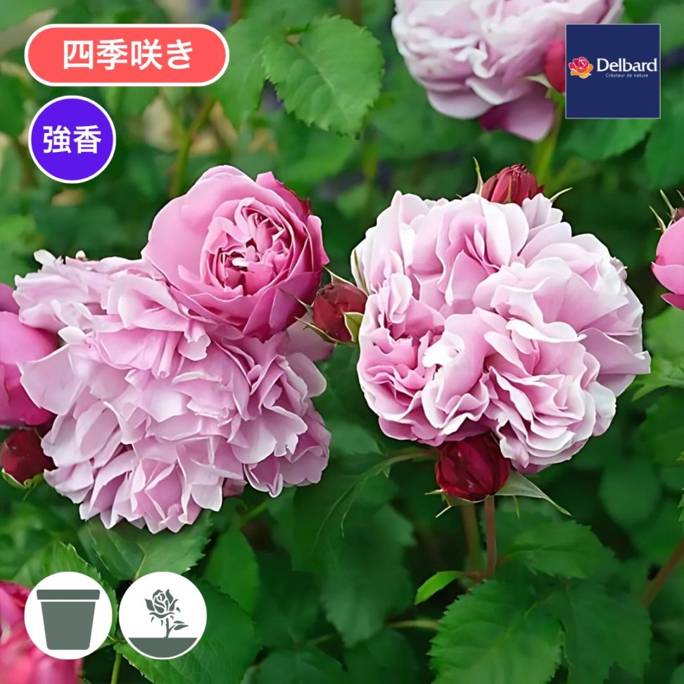 予約大苗 2026,スイーツシリーズ | コマツガーデンオンラインショップ